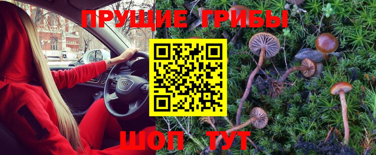 Галлюциногенные грибы Psilocybe Томск